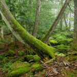 100 Mile Wilderness