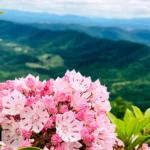 Virginia