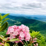Virginia